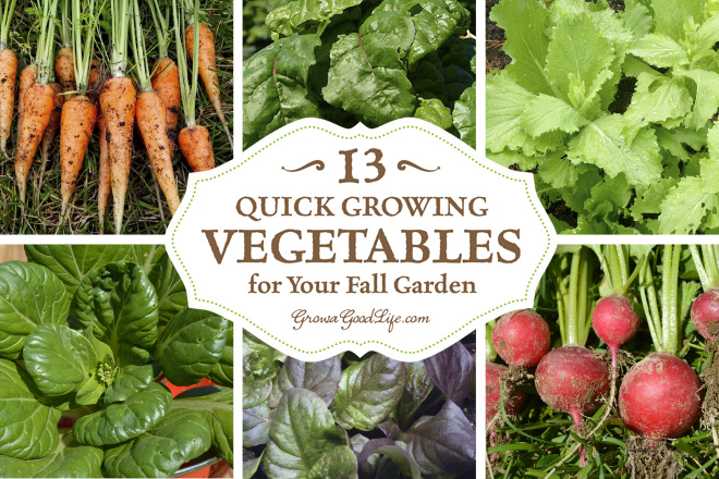 13 quick growing fall vegetable gardens