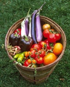 Vegetable gardening 101