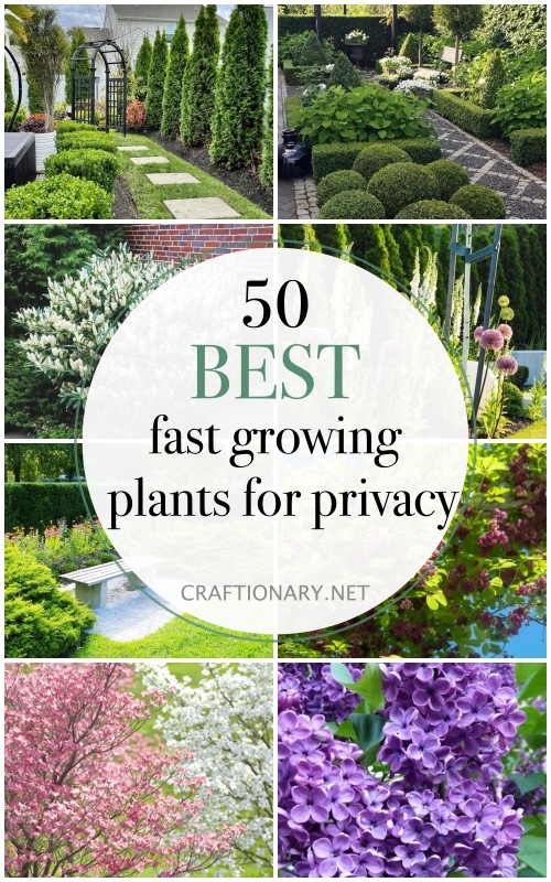 fast growing privacy plants