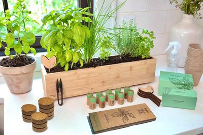 Herb-Garden-Starter-Kit