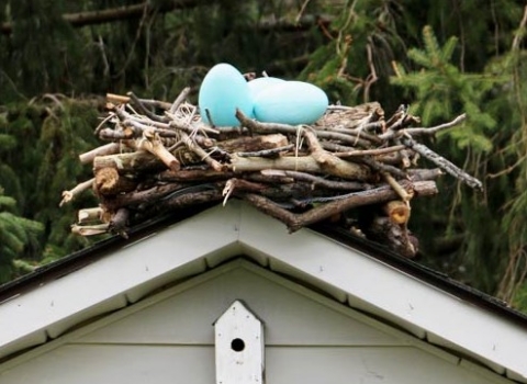 diy-bird-nest
