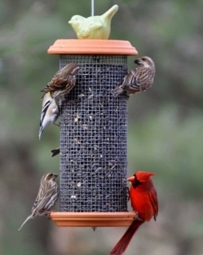 log-bird-feeder