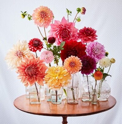 Arrange Dahlias in multiple small vases