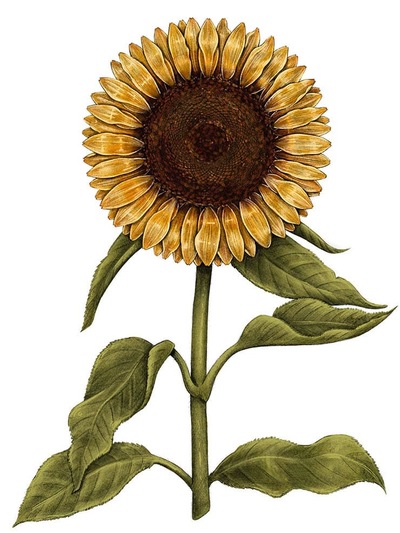 Learn-to-Draw-Sunflowers-on-Procreate