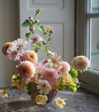 delightful blend of peach and yellow with wine-eyed Jill Dahlia seedlings with Nasturtium