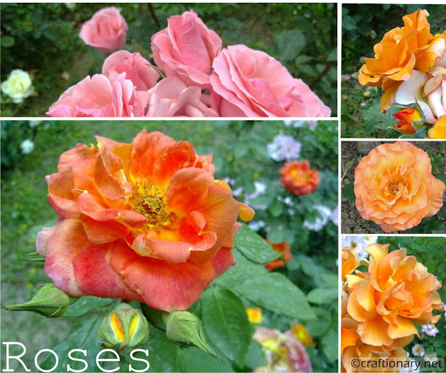 fresh-roses-spring-garden-printable