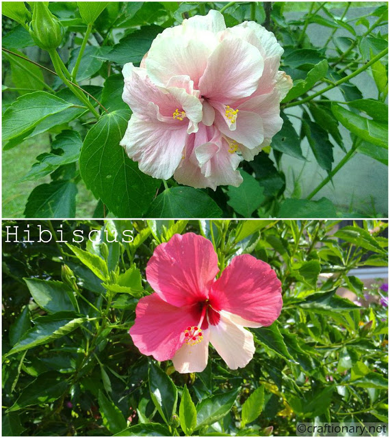 hibiscus-pink-home-garden-flower