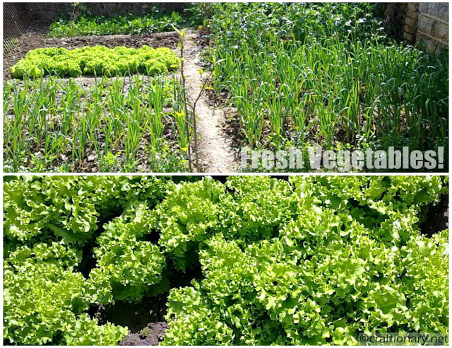 fresh-vegetables-from-the-garden-home-printable