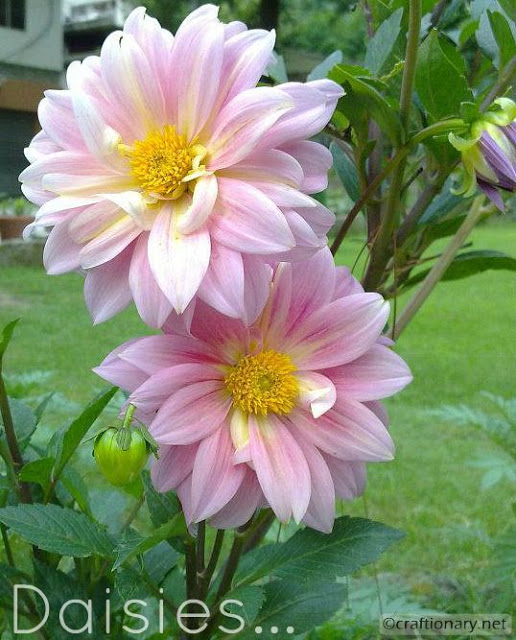 spring-flower-daisies-pink-home-garden