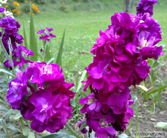 purple-bunch-flowers-spring-home-planted