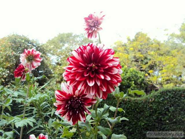 beautiful spring dahlia