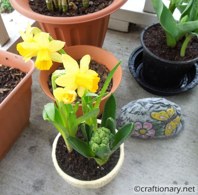 simple flower planter spring