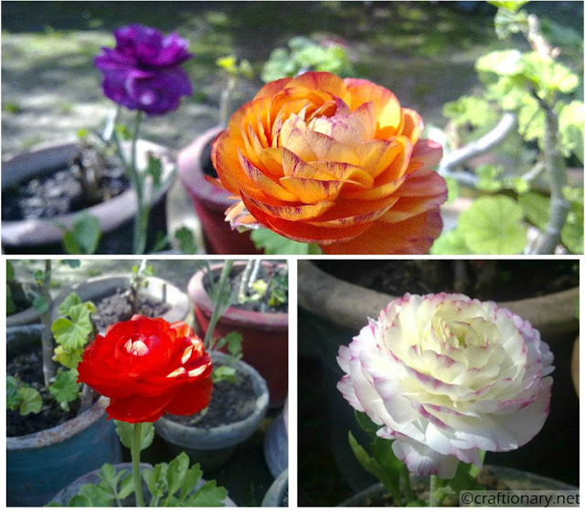 beautiful-flowers-spring-free-printable